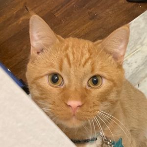 Meet your Posher, Alysia